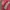 Vintage Track jacket Pria red photo 3