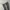 Adidas Sportswear Sweatpants & Joggers Wanita green gray photo 2