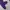 Japanese brand Sportswear Sweatpants & Joggers Wanita purple photo 2