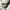 MLB Streetwear Sportswear Track Jacket Pria Gray