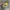 Converse Vintage Streetwear Sneakers Pria yellow photo 1