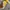 Converse Vintage Streetwear Sneakers Pria yellow photo 2