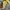 Converse Vintage Streetwear Sneakers Pria Yellow