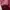 Converse Sportswear Varsity jacket Pria red photo 4