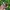 Guess Luxury Casual Watch Pria green cream photo 3