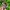 Guess Luxury Casual Watch Pria green cream photo 2