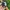 Guess Luxury Casual Watch Pria green cream photo 4
