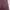 Dickies Streetwear Short Pria burgundy photo 3