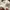 Dickies Streetwear Casual Hoody Pria white photo 4