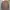 VANS Vintage Sweatshirt Pria brown photo 1