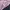 Adidas Sportswear Track jacket Wanita navy pink photo 5