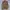 Carhartt Streetwear Y2K Denim jacket Pria cream tan photo 1