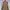 Carhartt Streetwear Y2K Denim Jacket Pria Cream Tan