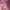 WHO.A.U Streetwear Hoody Pria pink photo 5