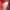 Hollister Streetwear Hoody Pria red photo 4