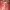 Hollister Streetwear Hoody Pria red photo 5