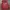 Hollister Streetwear Hoody Pria red photo 1