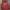 Hollister Streetwear Hoody Pria Red