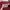 The North Face Casual Sweatshirt Wanita brown red photo 2