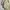 Nike ACG Streetwear Gorpcore Windbreaker Pria tan brown photo 2