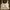 Coquette Casual Crop top Wanita white photo 1