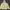 Columbia Sportswear Windbreaker Wanita yellow photo 1