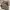 The North Face Streetwear Y2K Short Pria brown photo 4