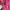 Lolita Coquette Blouse Wanita pink photo 4
