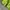 Uniqlo Casual Track jacket Pria green photo 7