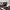 Adidas Casual Sneakers Pria Burgundy White
