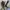 Dickies Casual Casual pants Pria khaki tan photo 7