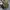 Longchamp Lolita Indie Handbag Wanita green photo 2