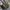 Longchamp Lolita Indie Handbag Wanita Green