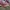 Longchamp Lolita Indie Handbag Wanita green photo 3