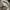 Dunlop Short Pria cream photo 5