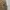 Dunlop Short Pria cream photo 4