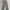 Dickies Casual Casual pants Pria khaki photo 2