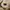 Pearly Gates Casual Hoody Pria cream photo 5