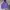 Schott NYC Casual Hoody Pria purple photo 1
