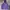 Schott NYC Casual Hoody Pria Purple