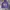Schott NYC Casual Hoody Pria purple photo 2