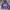 Schott NYC Casual Hoody Pria Purple