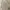 Coquette Casual Cami top Wanita cream photo 1