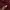 thisisneverthat Casual Sweatshirt Pria burgundy photo 4