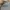 Dickies Casual Sweatshirt Pria gray photo 2