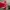Sportswear Casual Jersey Pria red photo 1