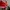 Sportswear Casual Jersey Pria red photo 2