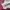 Puma Streetwear Casual Sneakers Wanita white pink photo 2