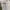 Hazzys Casual Harrington jacket Pria cream photo 4