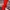 Adidas Indie Casual Tracksuit Pria red orange photo 3